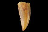 Serrated, Raptor Tooth - Real Dinosaur Tooth #142592-1